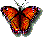 re butterfly